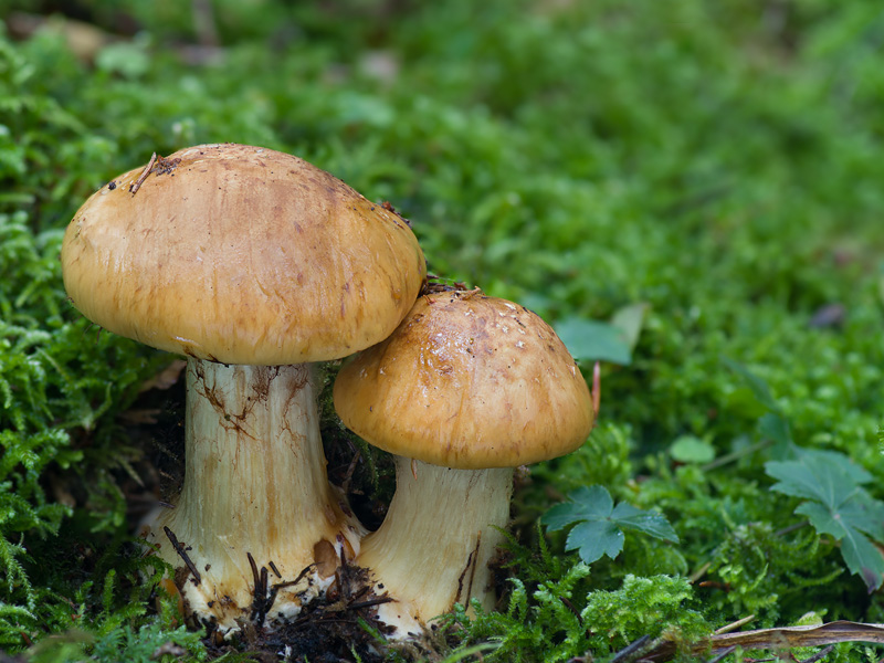 Cortinarius elegantior